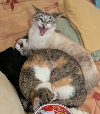 PXL_20260205_175411498.PORTRAIT